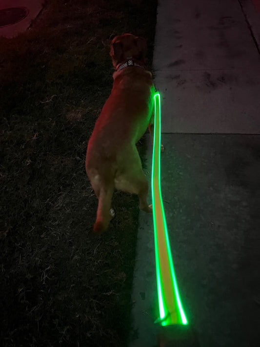 Laisse rétractable LED pour chien et chat – 3 m / 5 m – Lumière intégrée pour promenades sécurisées