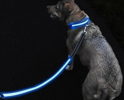 Laisse rétractable LED pour chien et chat – 3 m / 5 m – Lumière intégrée pour promenades sécurisées